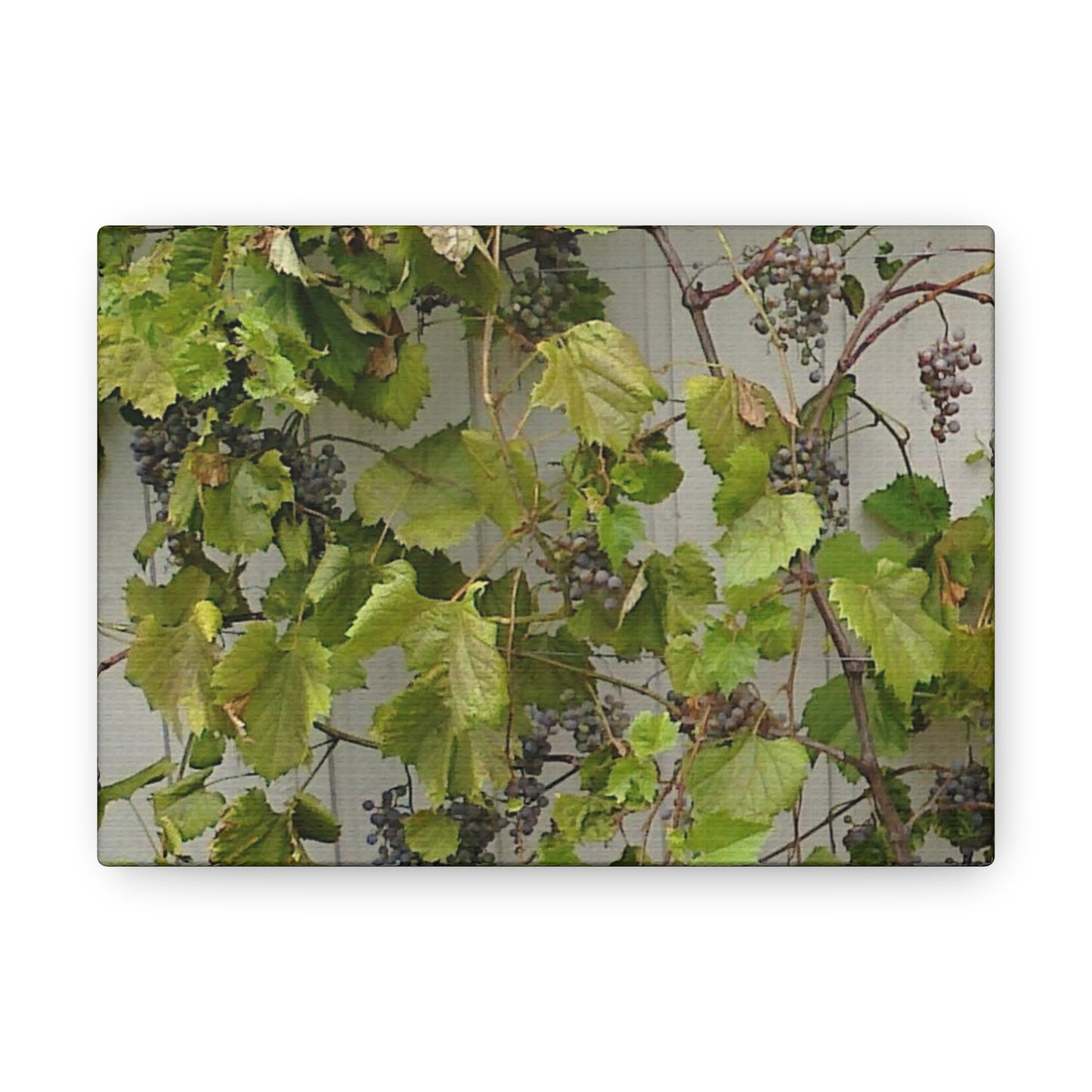 Concord Grapes on the Vine