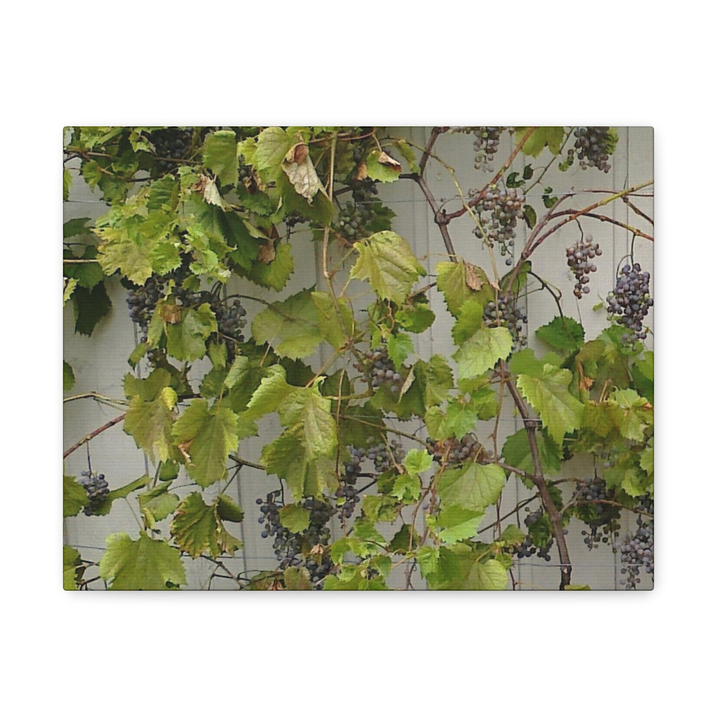 Concord Grapes on the Vine