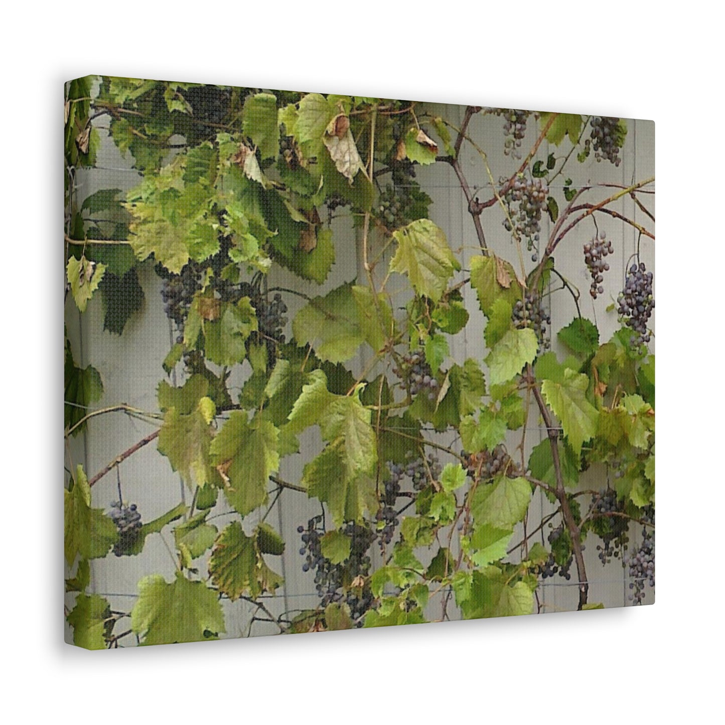 Concord Grapes on the Vine