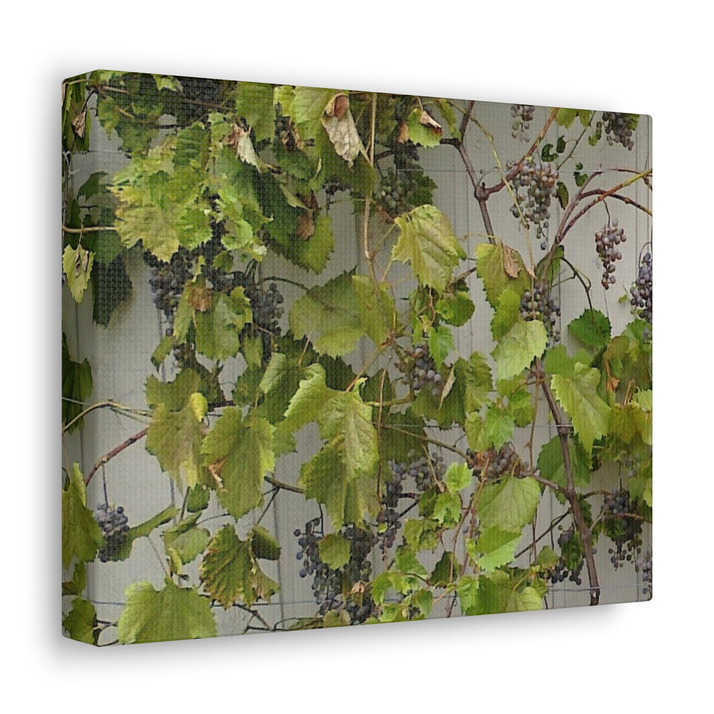 Concord Grapes on the Vine