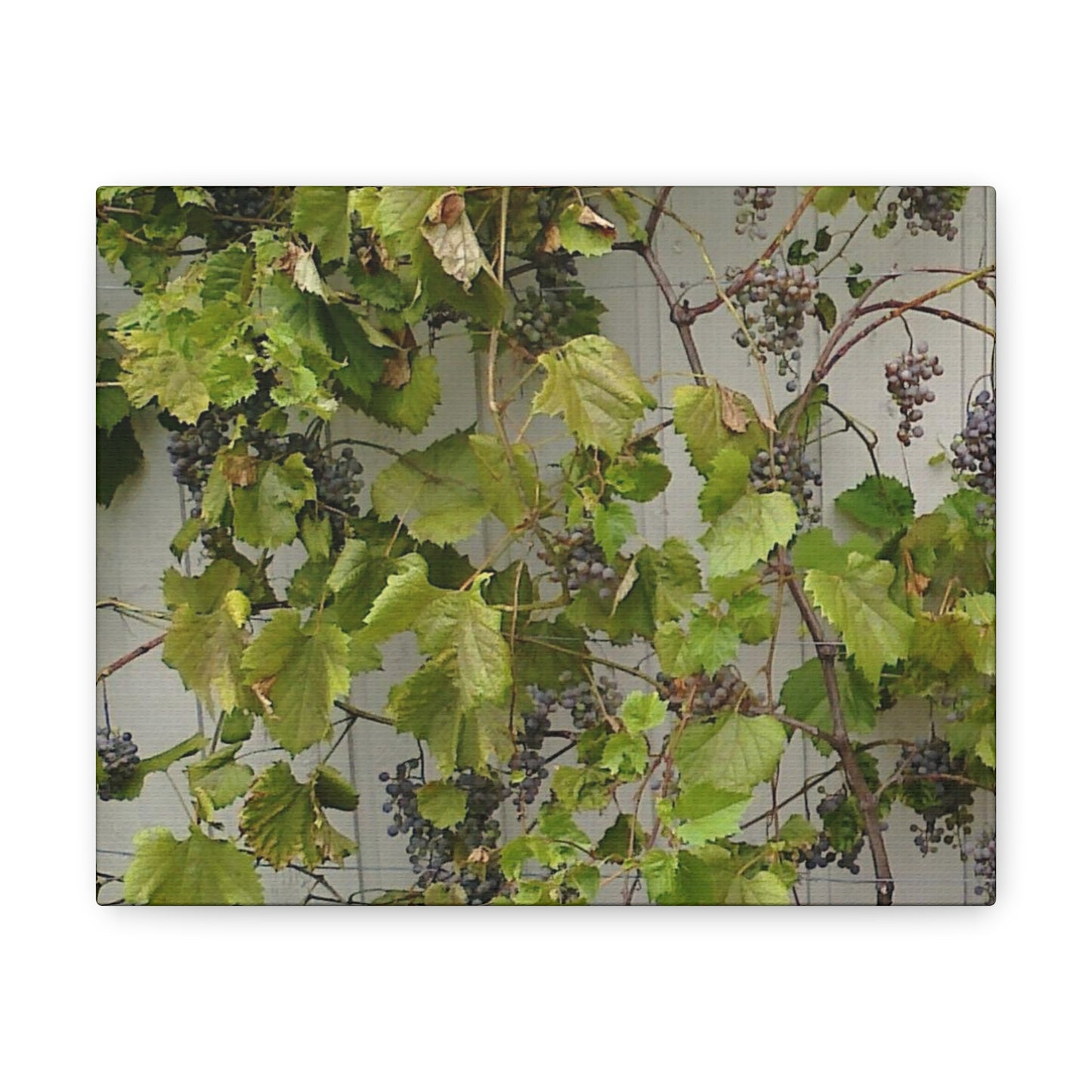 Concord Grapes on the Vine