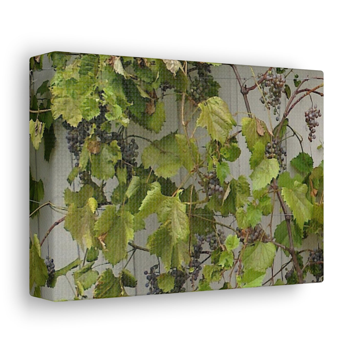 Concord Grapes on the Vine
