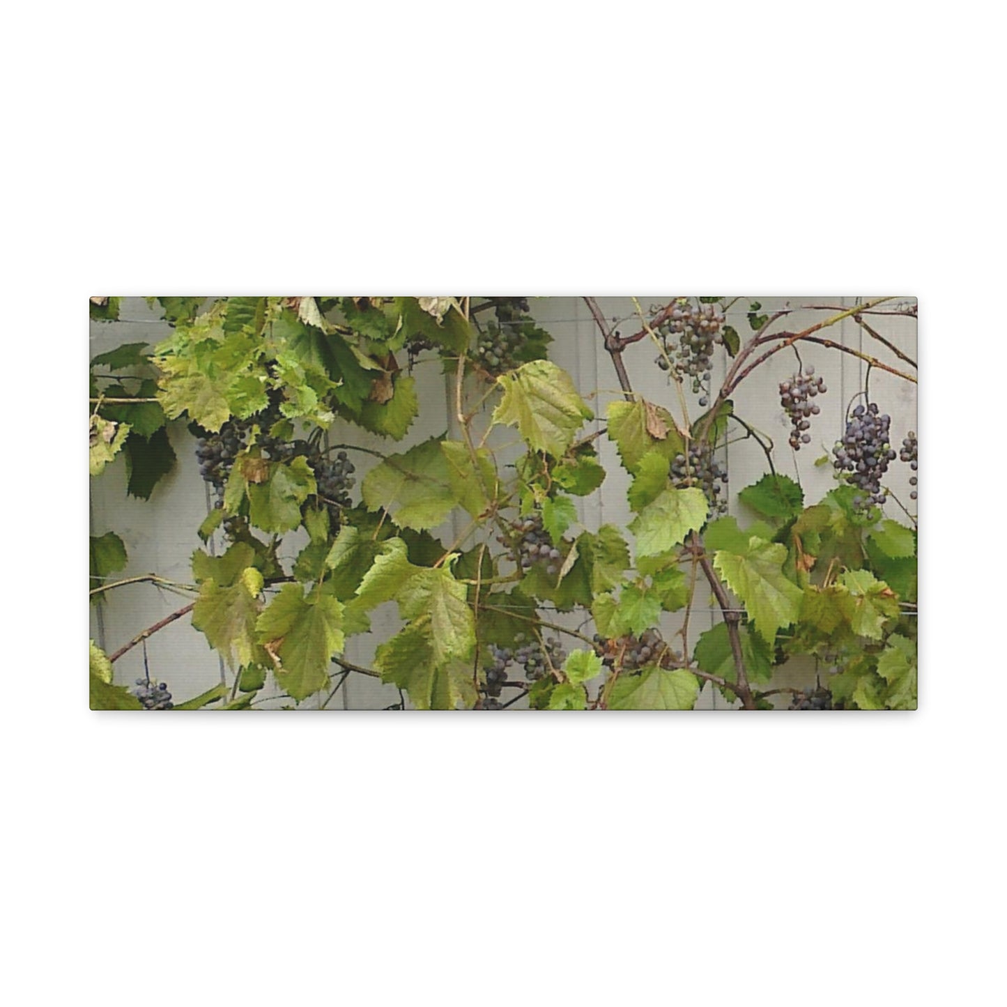 Concord Grapes on the Vine