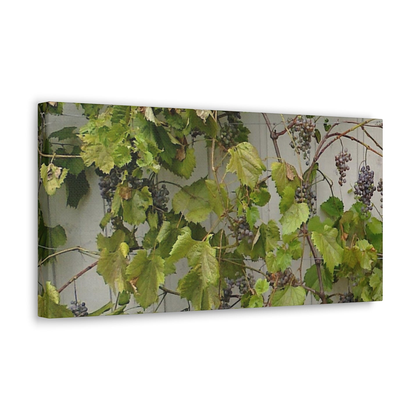 Concord Grapes on the Vine